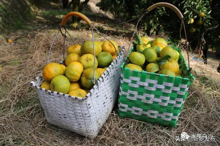 大池农场迈向可持续繁荣未来之路的规划布局